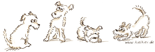 klTerrierFw